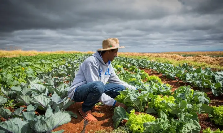 Renegociação de dívidas rurais não chega ao produtor, diz bancada do agro
