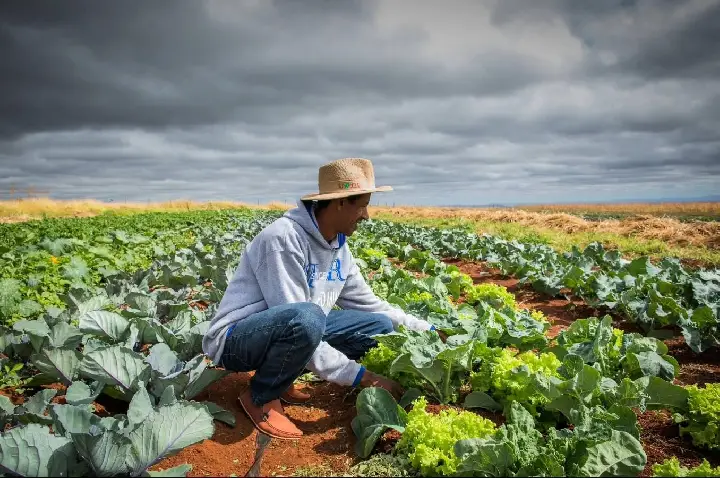Renegociação de dívidas rurais não chega ao produtor, diz bancada do agro